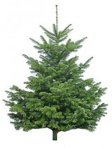 Ялиця Нордмана (Данська Ялина) 150-200см